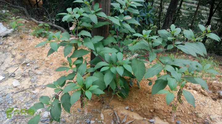 31下午古蔺山药