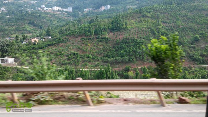 31下午古蔺赤水河  对岸甜橙