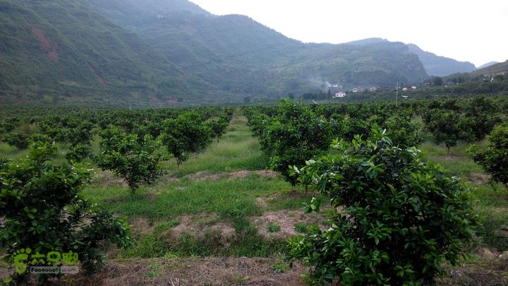 31下午古蔺大片成员