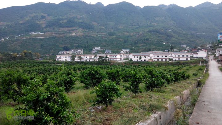 31下午古蔺新村 橙子园