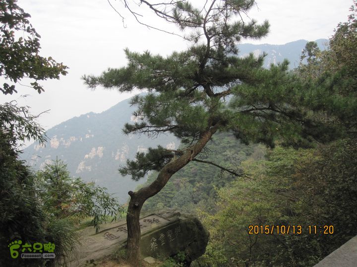 20151013江西庐山西线景区（西谷+部分东谷）石松——长在石头上的松树