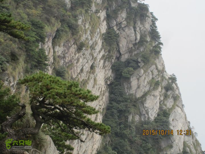 20151014江西庐山东线景区（东到五老峰的四峰）生长在石壁上的庐山松/迎客松，下面一枝已经枯死
