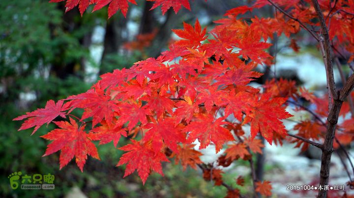 本溪_红叶DSC00134