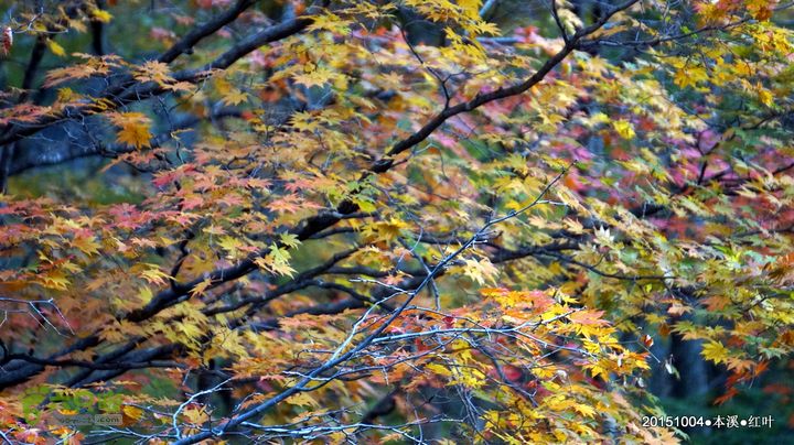 本溪_红叶DSC00139