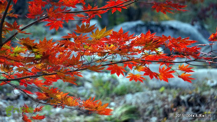 本溪_红叶DSC00166