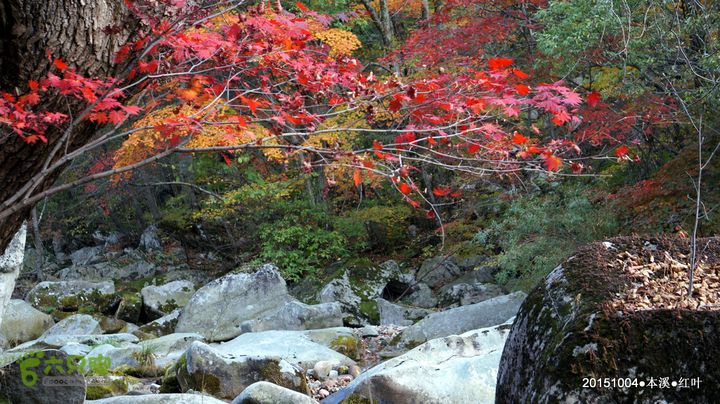 本溪_红叶DSC00188