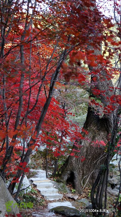 本溪_红叶DSC00190