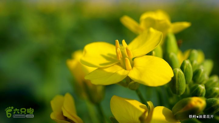 油菜花开DSC00078