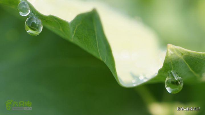 油菜花开DSC00080
