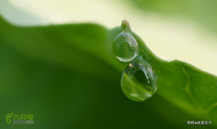 油菜花开DSC00083