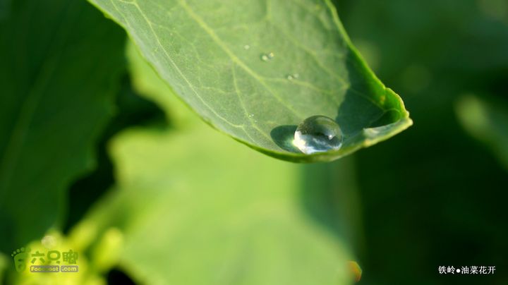 油菜花开DSC00087