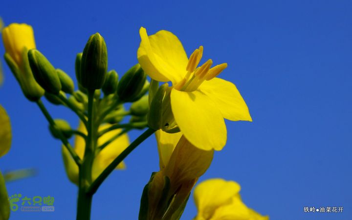 油菜花开DSC00092