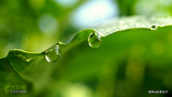 油菜花开DSC00107