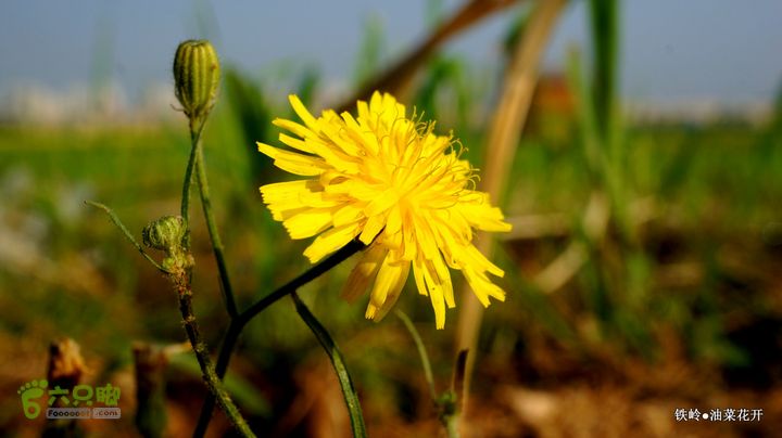 油菜花开DSC00125