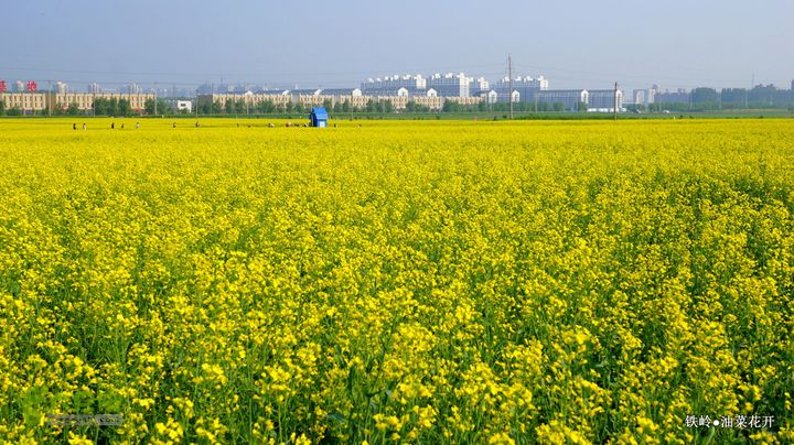 油菜花开DSC00134