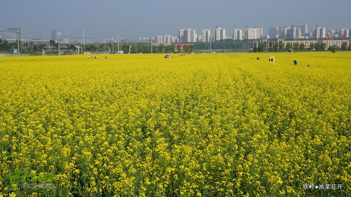 油菜花开DSC00148