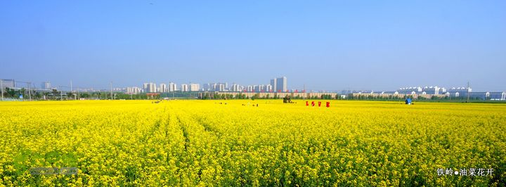 油菜花开DSC00152