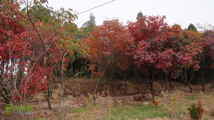 从西营到跑马岭、李家塘徒步DSC04798