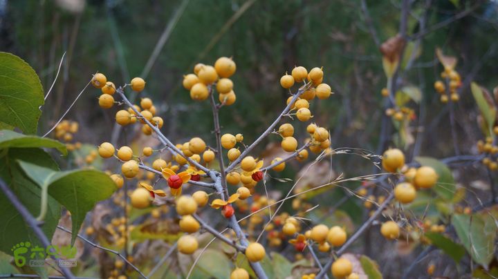 从西营到跑马岭、李家塘徒步DSC04801