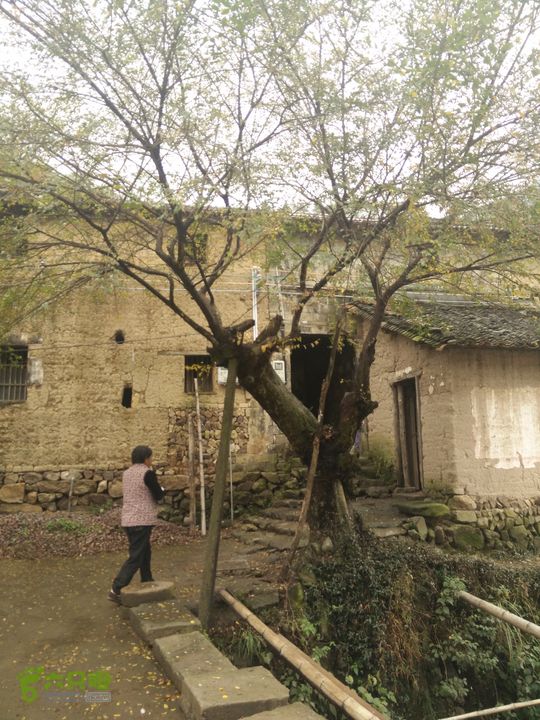 三渡溪-后渠-周坑-金坑-里岭脚-石湖坑-谏庄-石湖口环线金坑村