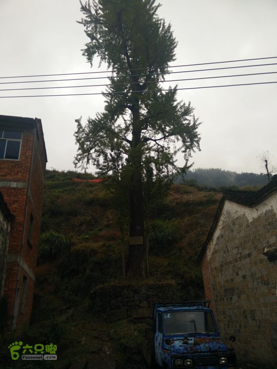 三渡溪-后渠-周坑-金坑-里岭脚-石湖坑-谏庄-石湖口环线永康最古老的银杏树