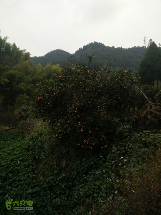 三渡溪-后渠-周坑-金坑-里岭脚-石湖坑-谏庄-石湖口环线IMG20151031134219