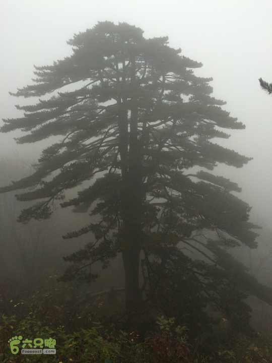 黄山：云谷寺－仙人指路－白鹅岭－黑虎松－始信峰－狮子峰－排云楼穿越2015-10-31 15:36:32