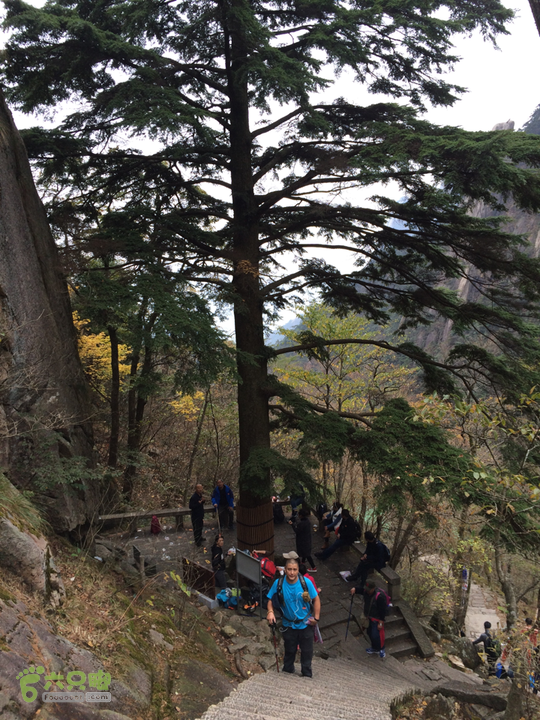 黄山：云谷寺－仙人指路－白鹅岭－黑虎松－始信峰－狮子峰－排云楼穿越2015-10-31 12:43:19