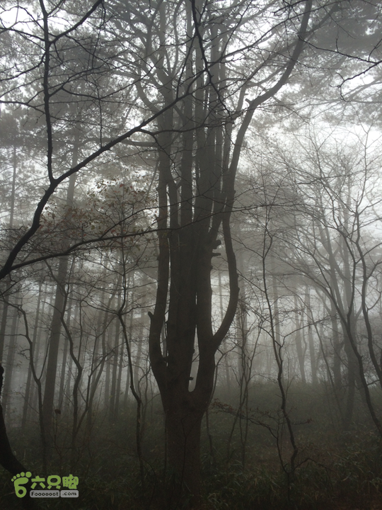 黄山：云谷寺－仙人指路－白鹅岭－黑虎松－始信峰－狮子峰－排云楼穿越2015-10-31 15:33:36