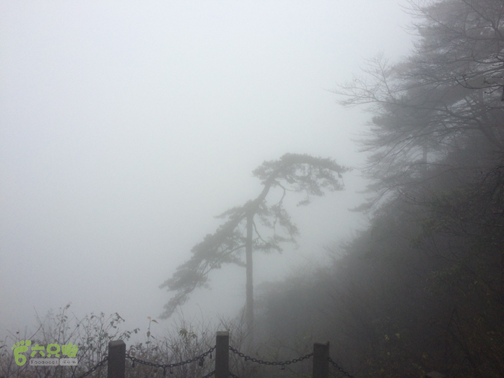 黄山：云谷寺－仙人指路－白鹅岭－黑虎松－始信峰－狮子峰－排云楼穿越2015-10-31 15:21:41