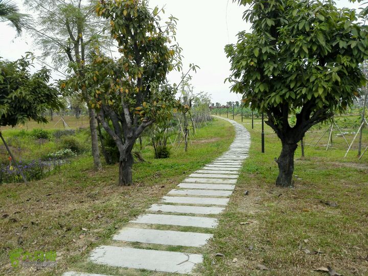 麻涌探路3香蕉展览馆道路