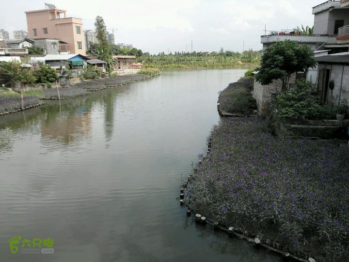 麻涌探路3右侧，远处竹篱笆可通大步路