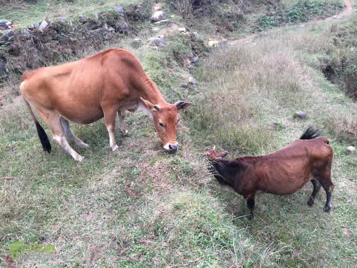 福清市一都镇后溪村－过溪－永泰县斗湖天池－后溪村圈越2015-11-08 13:53:36