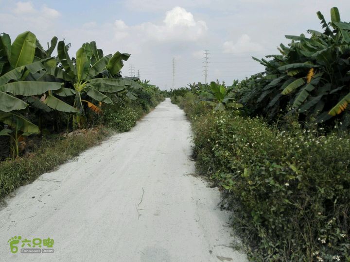 麻涌探路3岔路2往东环