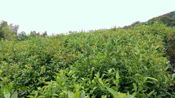 保国寺到荪湖2015-09-05 11:43:02