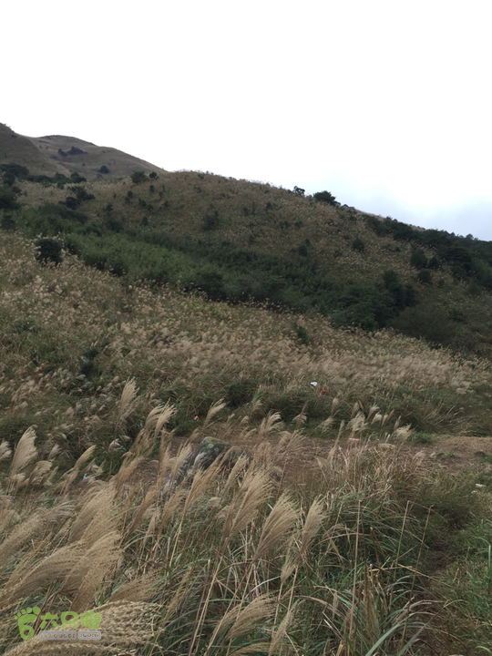 大南山龙岩寺大王庙下撒点