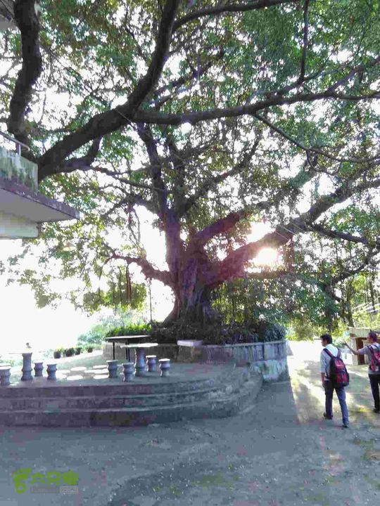 磨溪—青羊座—南洋村—牛头寨——鼓岭古道—鼓岭古道公交站榕树