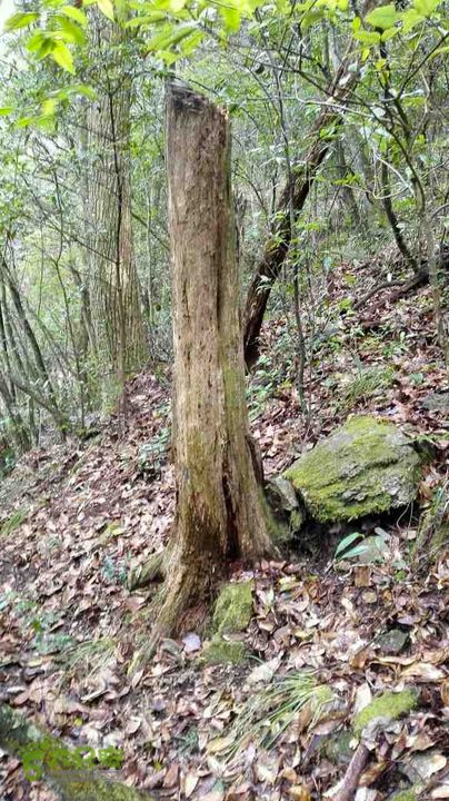衢州豹C巨龙顶水门尖穿越未命名