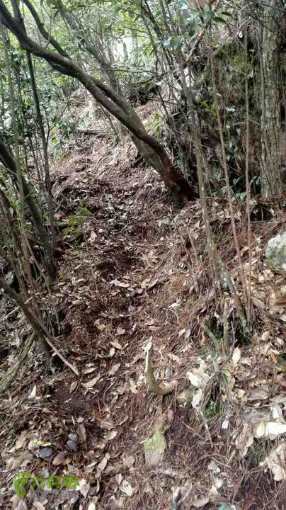 衢州豹C巨龙顶水门尖穿越未命名