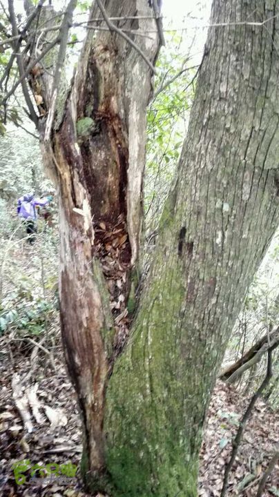 衢州豹C巨龙顶水门尖穿越未命名