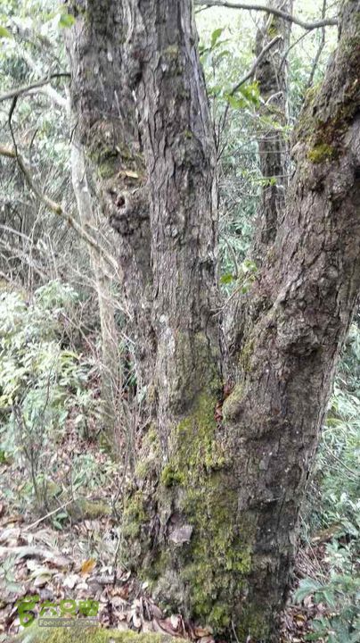 衢州豹C巨龙顶水门尖穿越未命名