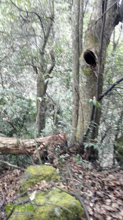 衢州豹C巨龙顶水门尖穿越未命名