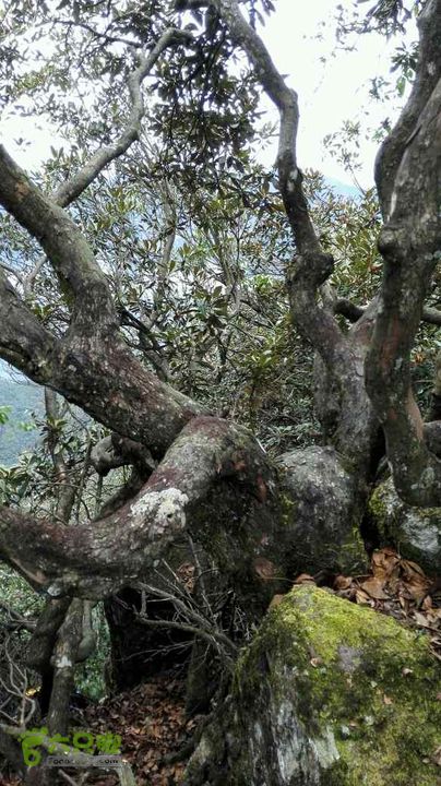 衢州豹C巨龙顶水门尖穿越未命名