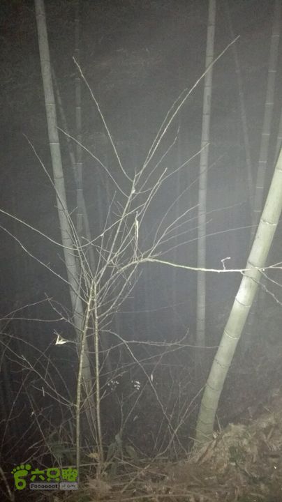 衢州豹C巨龙顶水门尖穿越第三个竹林