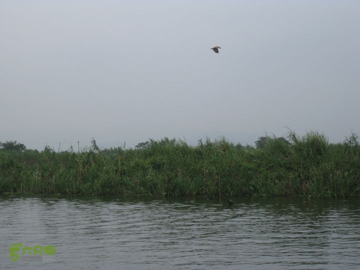 2015-8-20-2下渚湖湿地水上行IMG_0151