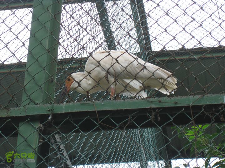 2015-8-20-5下渚湖湿地步行3IMG_0207