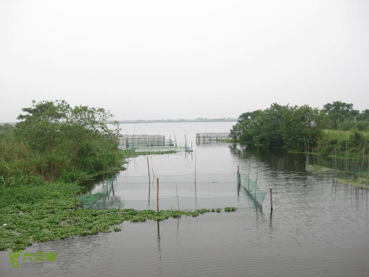 2015-8-20-5下渚湖湿地步行3IMG_0216