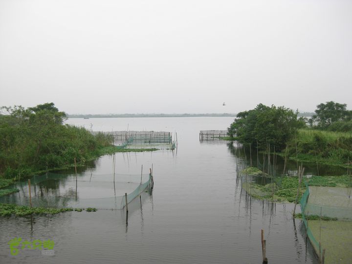 2015-8-20-5下渚湖湿地步行3IMG_0217