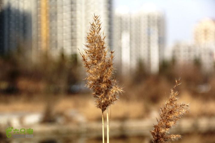 2015-12-12徒步秦皇河IMG_7785