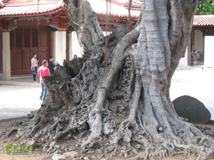 2015-11-6-2福建泉州大开元寺IMG_0569